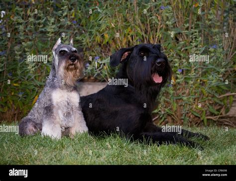 Giant Schnauzer Size Comparison