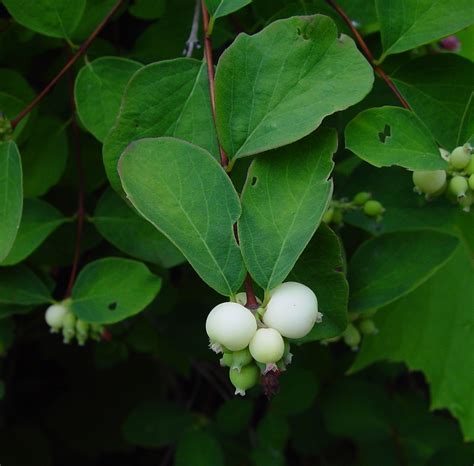 Symphoricarpos albus (common snowberry): Go Botany