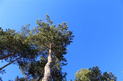 Pine Pine-Tree Forest - Free photo on Pixabay - Pixabay