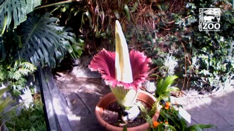 Corpse Flower Time-Lapse | time-lapse photography | Morticia the corpse ...