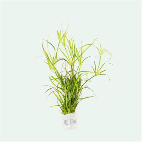 Juncus Repens Live Aquatic Plant – Glass Aqua