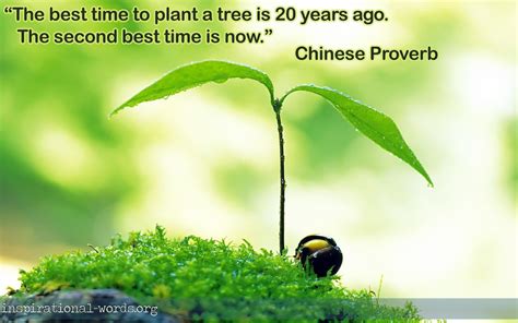 The Best Time to Plant a Tree