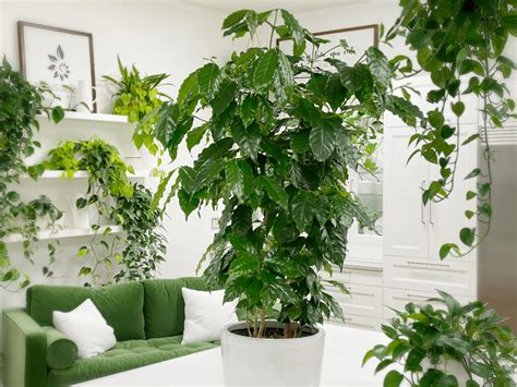 Coffee Tree (Coffea arabica) | Care Difficulty - Moderate | AmieSue.com