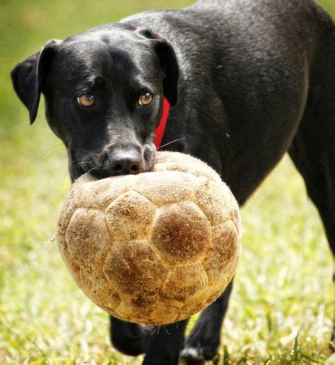 98 Dogs Playing Soccer ideas | dogs, soccer, puppies