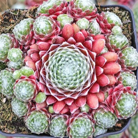 26 Best Succulents for Your Office - Sublime Succulents