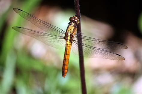 Dragonfly Close Up Free Stock Photo - Public Domain Pictures