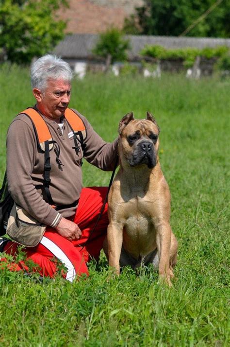Cane Corso Protection Dog - San Rocco Cane Corso