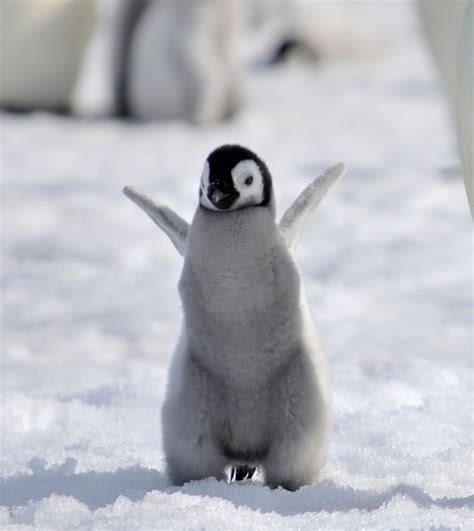 baby Emperor penguin by laogephoto.deviantart.com on @deviantART | Beautiful Places | Pinterest ...