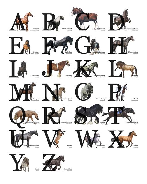 Horse Breeds Poster