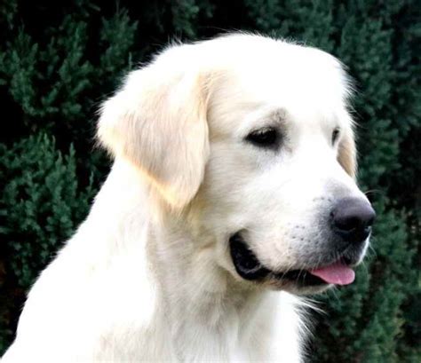 English Creme Golden Retriever Rescue