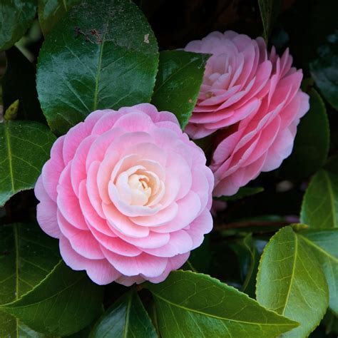 How to Grow and Care for Camellias - growhappierplants.com