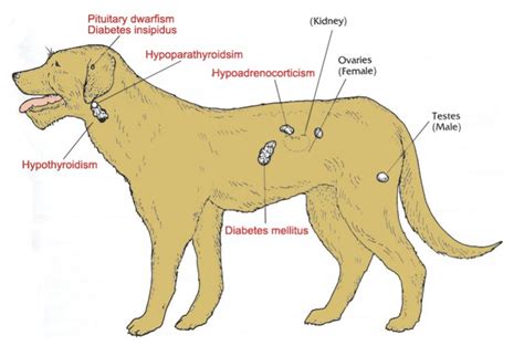 Addison's Disease in Dogs Secrets That No One Else Knows About