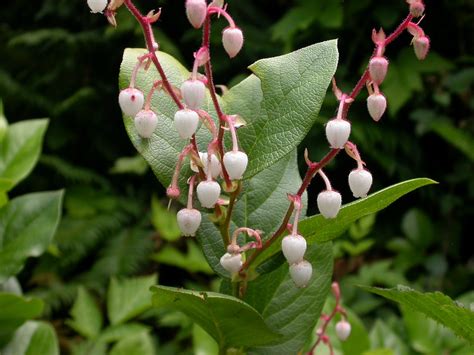 salal (Species in our area) · iNaturalist