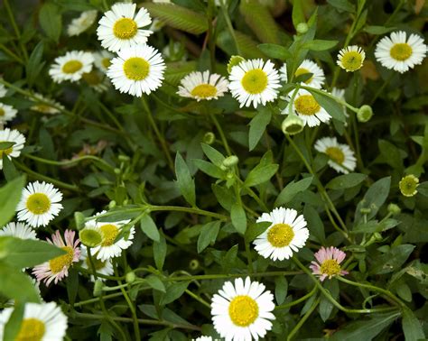 Erigeron karvinskianus – Secret Garden Growers