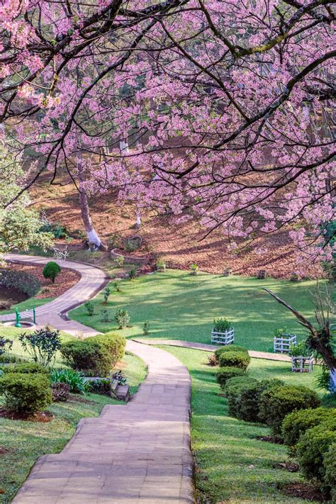 Cherry blossoms of Shillong: the gift from yesterday | Condé Nast ...