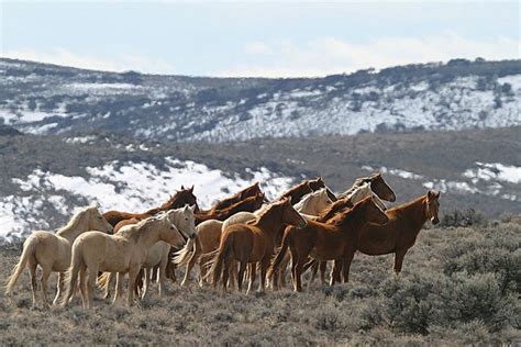 wil horses nv | Wild horses---Nevada Wild Mustangs, Horsey, Wild Horses ...