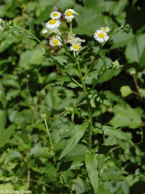 Erigeron annuus (Annual Fleabane): Minnesota Wildflowers