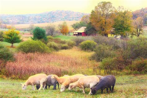 Bedlam Farm Pastoral: This Photo Is For Sale - Bedlam Farm