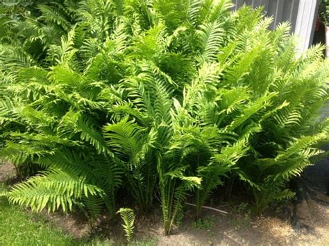 Native Fern (Edible) - Prairie Gardens