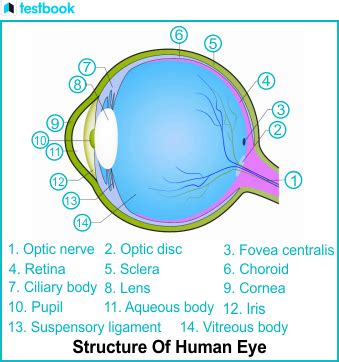 Understanding the Function of Iris | Testbook.com