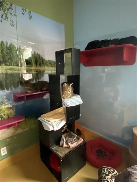 Our Adoption Center — AnimalKind NY: Animal Welfare Organization and Shelter in Hudson, New York