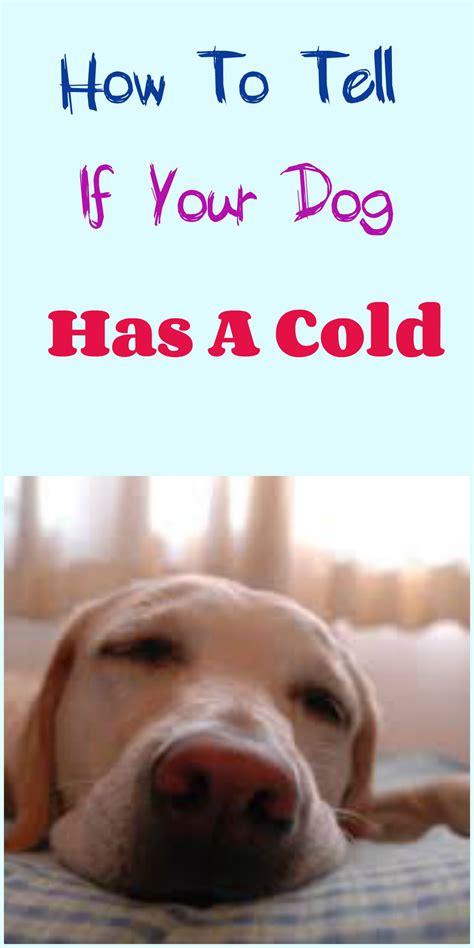 How To Tell If Your Dog Has A Cold | Dog cold symptoms, Dog cold, Puppy ...