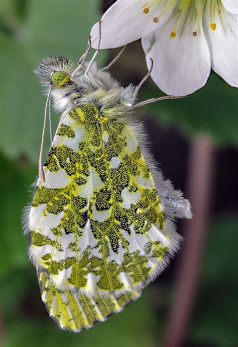 Download free photo of Butterfly, orange-tip, wildlife, orange, nature - from needpix.com