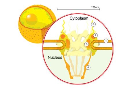 Nuclear Membrane (Nuclear Envelope) - Definition & Function