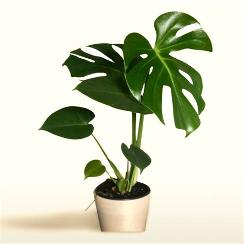 Monstera Deliciosa | Auckland-Wide Same day delivery