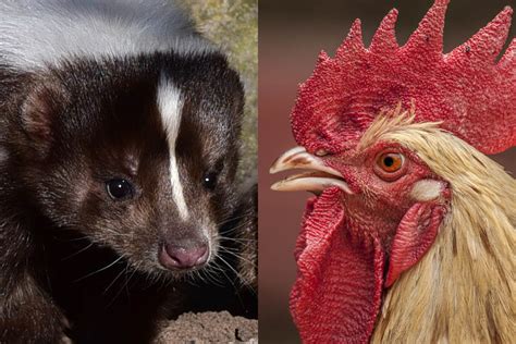 Do Skunks Eat Chickens? | Pet Care Advisors