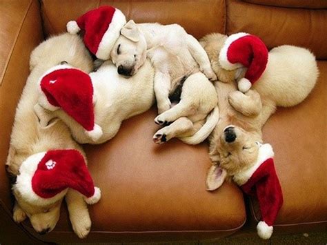 Christmas Dog Wallpapers - Wallpaper Cave