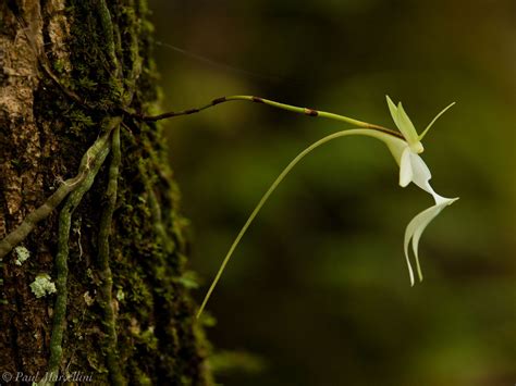 Ghost Orchid | Big Cypress National Preserve, Florida | Florida Landscape Photography by Paul ...