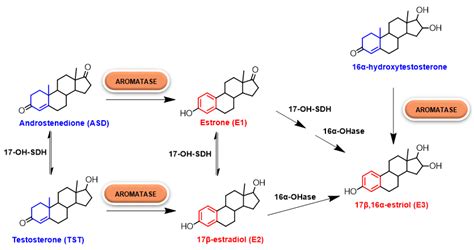 Molecules | Free Full-Text | Reconsidering Aromatase for Breast Cancer Treatment: New Roles for ...