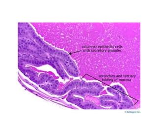 Male Reproductive system histology | PPT