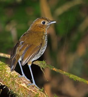 Urrao Antpitta, Colibri del Sol, Colombia | Nigel Voaden | Flickr