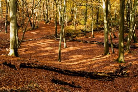 Burnham Beeches in Autumn – John & Carol Curd