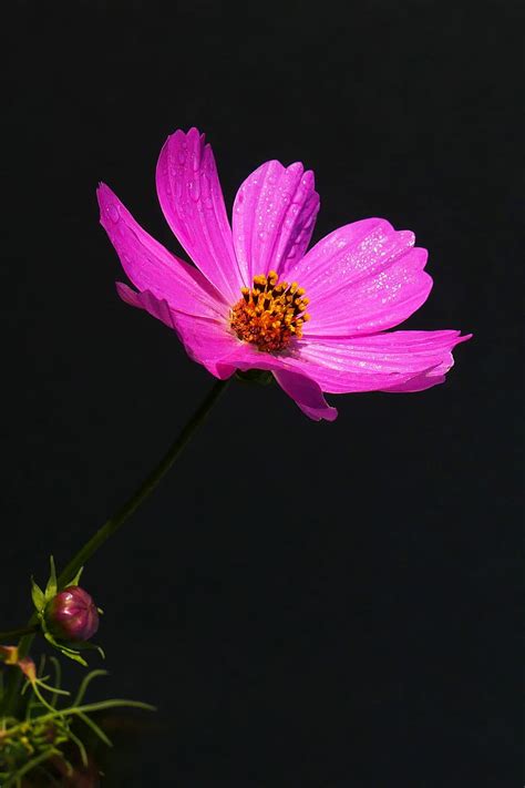 cosmos flower, dark, background, cosmos plant, pink flowers, pictures of flowers, flower images ...