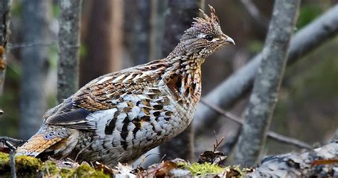 Ruffed Grouse Society CEO to Speak at Williamsport Sportsmen’s Banquet – Webb Weekly Online