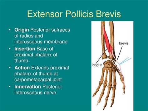 Extensor Pollicis Brevis Origin Insertion Nerve Supply And Action | Porn Sex Picture