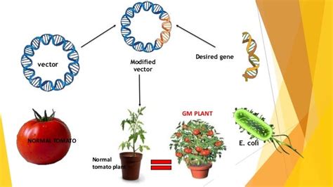 Transgenic plants