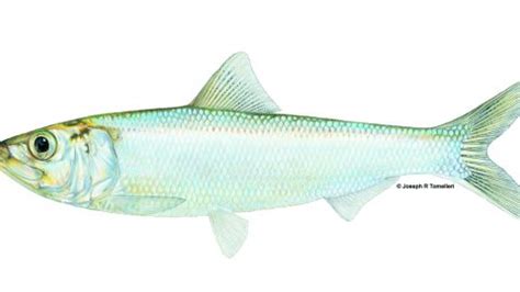 Skipjack Herring | TNACIFIN | Freshwater Information Network