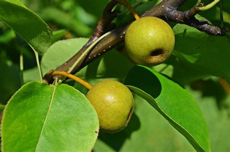 Pear Asian Tree · Free photo on Pixabay