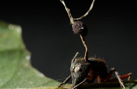 Fungus Turns Ants Into Zombie Booby-Traps - The New York Times