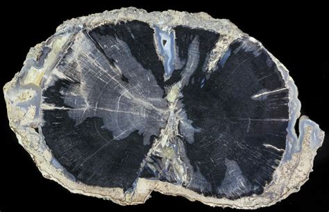 9.1" Petrified Wood Slice - Blue Forest, Wyoming For Sale (#66160 ...