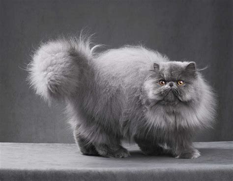 Persian Cat: Breed Profile, Characteristics & Care