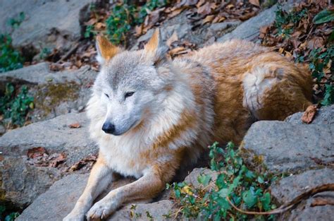 27 Wonderful Types of Wolves (Facts, Photos & More) - Outforia