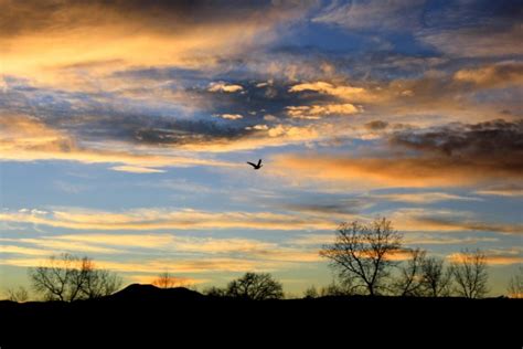 Bird Flying at Sunset Picture | Free Photograph | Photos Public Domain