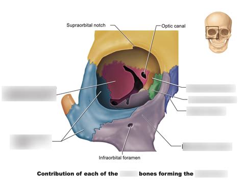 labeling bones: eye socket Diagram | Quizlet