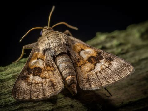 Brown Moth Spiritual Meaning & Symbolism (8 Omens)