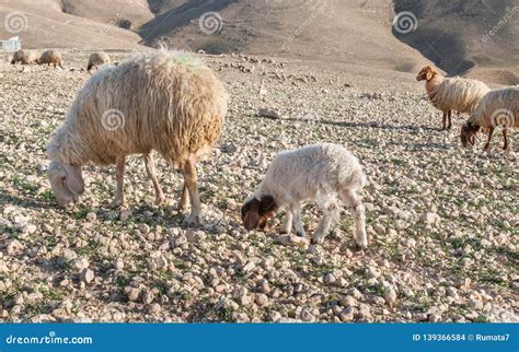 Herd of Sheep in Judean Desert Stock Photo - Image of farming, israel ...